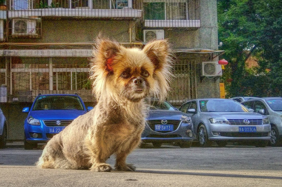 出门挨狗咬预示什么