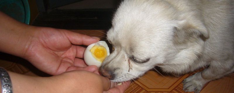 狗狗可以吃鹌鹑蛋吗
