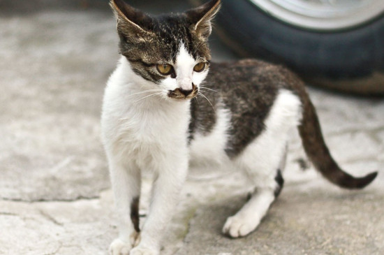 猫打狂犬疫苗多久生效