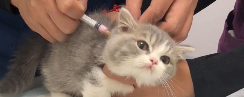 猫打狂犬疫苗多久生效