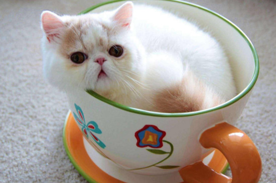 1元茶杯猫在哪买，1元1只茶杯猫是真的吗