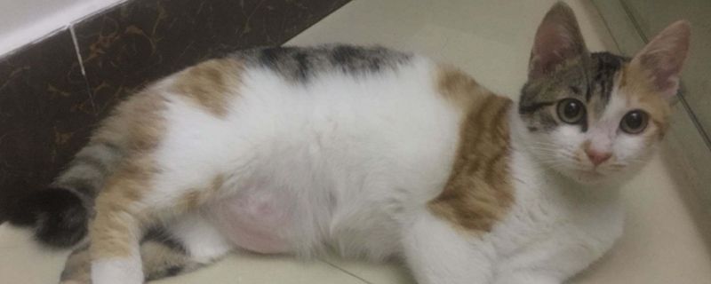 猫怀孕注意事项