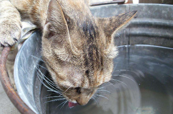 猫喝水多正常吗