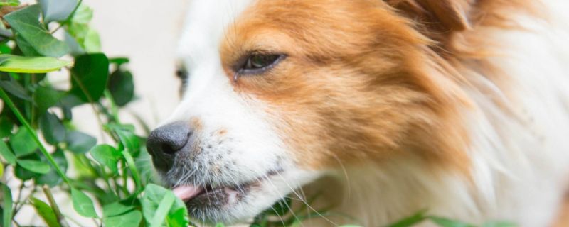狗狗能吃豌豆吗