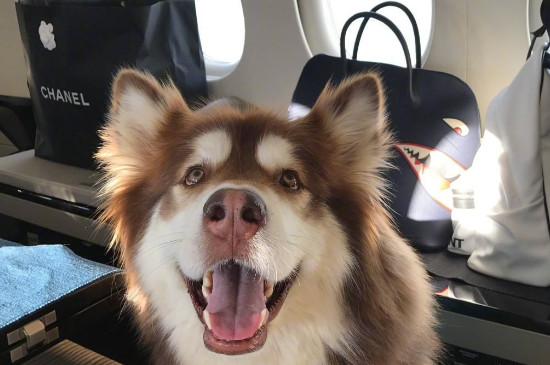 狗狗能上飞机吗