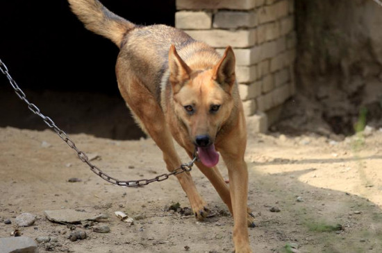 诊断狗狂犬六个标准