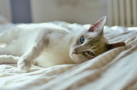 猫猫在床上拉尿怎么办
