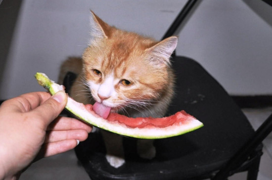 猫可以吃樱桃吗