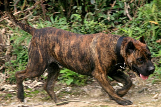 世界第一猛犬