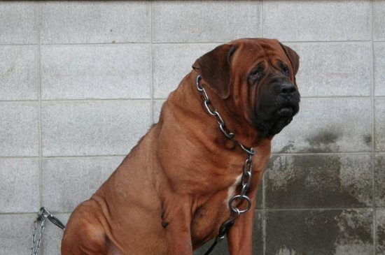 世界第一猛犬