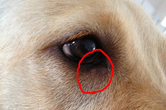 狗狗眼睛上长了个疙瘩