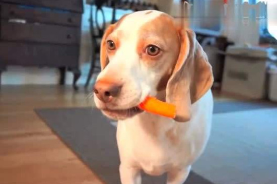 狗可以吃萝卜吗