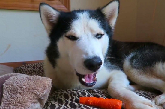 狗可以吃萝卜吗