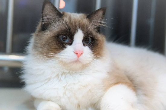 纯种布偶猫多少钱一只，便宜的都要八千到一万元