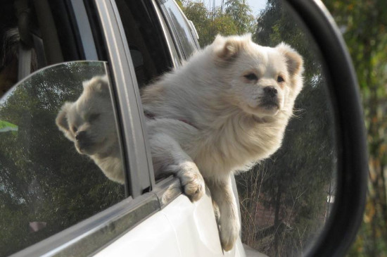 狗狗坐车最多能坐多久