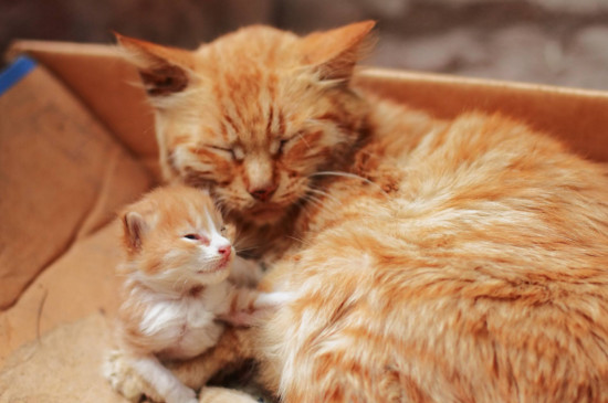 小猫主动睡你腿上，是猫咪把人当妈妈的表现