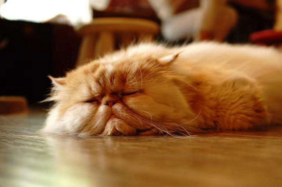 猫睡在枕头旁说明什么，猫睡觉位置和主人关系