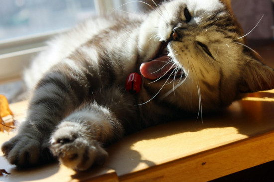 猫猫为什么喜欢和人睡，和猫咪一起睡注意事项