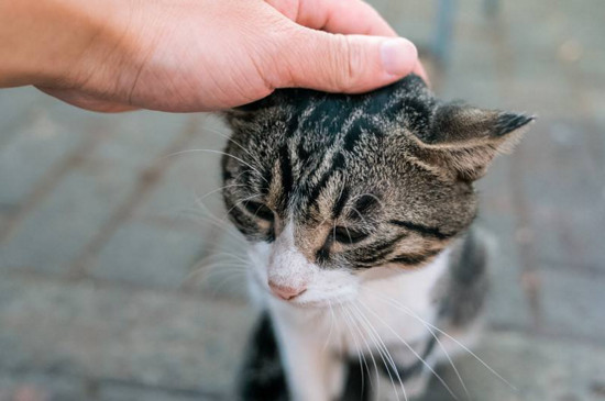 怎么摸猫咪才舒服，猫咪最喜欢被人摸哪里