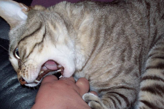 猫猫为什么喜欢咬人，猫咪轻咬主人的原因
