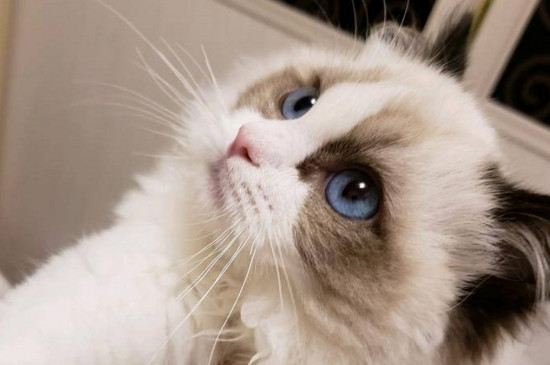 世界上最贵的布偶猫，价值87万的布偶猫不存在
