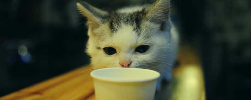 猫咪喝了牛奶怎么办