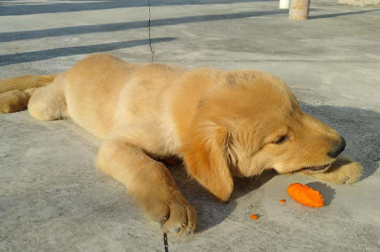 狗能不能吃烤萝卜