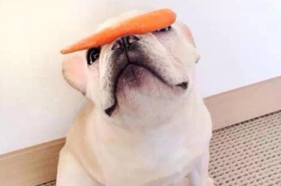 狗能不能吃烤萝卜