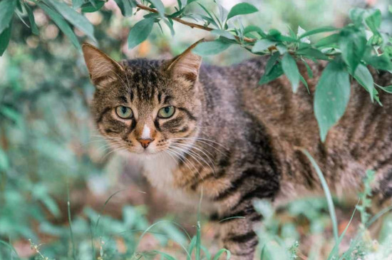 老外如何看待狸花猫，狸花猫在美国火了