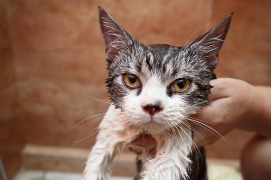 幼猫多大可以洗澡，给猫洗澡要注意事项