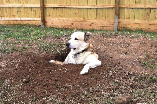 狗挖坑有什么预兆