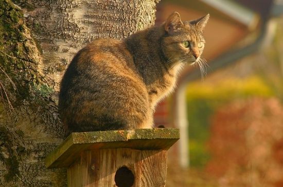 猫发热的症状