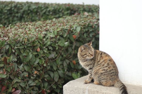 猫感染弓形虫症状