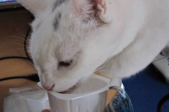 猫咪能喝酸奶吗，猫喝酸奶的好处和坏处