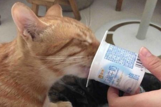猫咪能喝酸奶吗，猫喝酸奶的好处和坏处