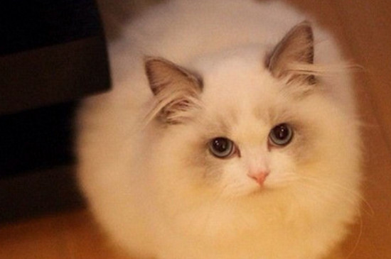 纯种布偶猫价格多少钱，一只至少上万还很难买到