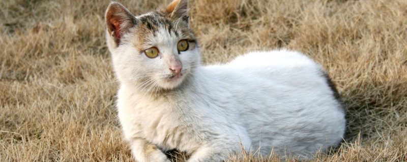 猫咪吐了一堆黄东西