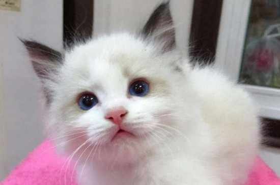 普通布偶猫多少钱一只幼崽，纯种价格至少8千起