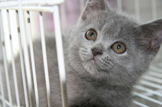 纯种英短蓝猫价格是多少，英短蓝猫一般多少钱一只