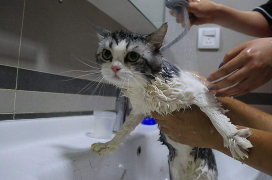 猫咪多大可以洗澡，给幼猫洗澡的最佳时间