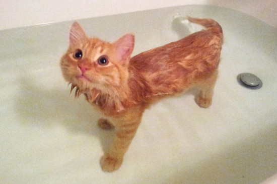 猫咪多大可以洗澡，给幼猫洗澡的最佳时间