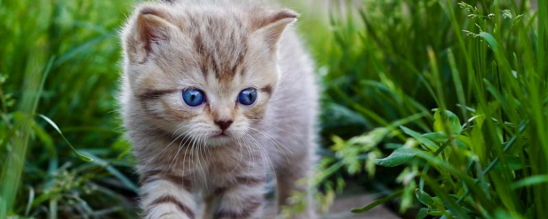 猫肾衰竭能活多久