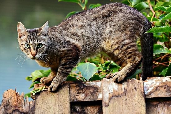 猫死的时候是什么症状