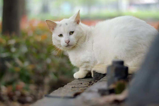 养猫其实是猫选择主人，猫咪会喜欢给它安全感的主人