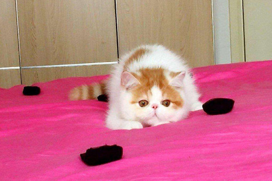 三花加菲猫最贵颜色