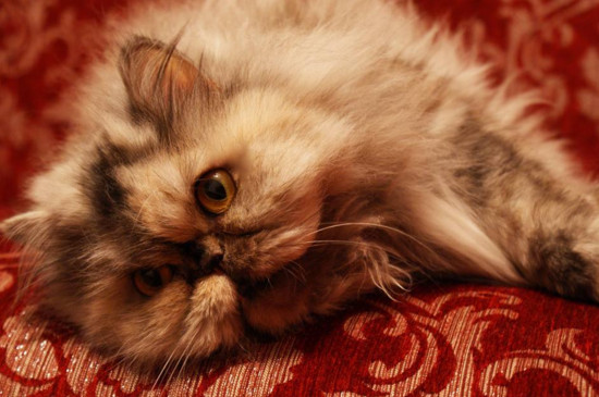 世界上血统最高贵的猫，世界十大贵族猫排名