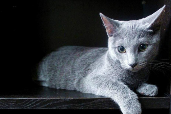 世界上血统最高贵的猫，世界十大贵族猫排名