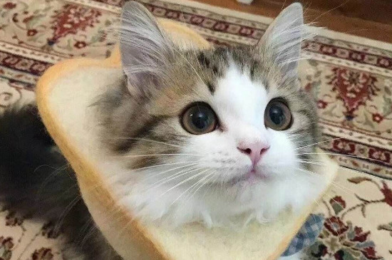 小猫能吃面包吗