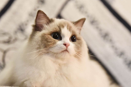 纯种布偶猫价格多少，布偶猫多少钱一只
