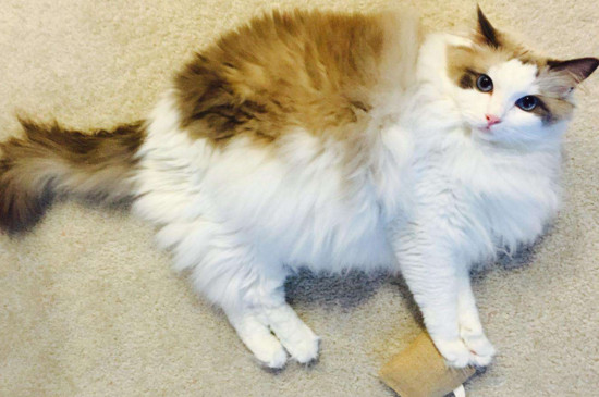 布偶猫能长多大，成年布偶猫能长多少厘米长